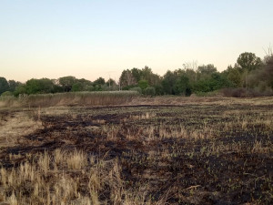 Netradiční výjezd: hasiči krotili požár na ostrově Chomoutovského jezera