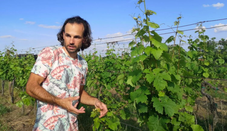 size3-size4-16593554909862-239-vino-jde-i-bez-pesticidu-kdyz-strikaji-tak-sirou-preslickou-nebo-kypricim-praskem