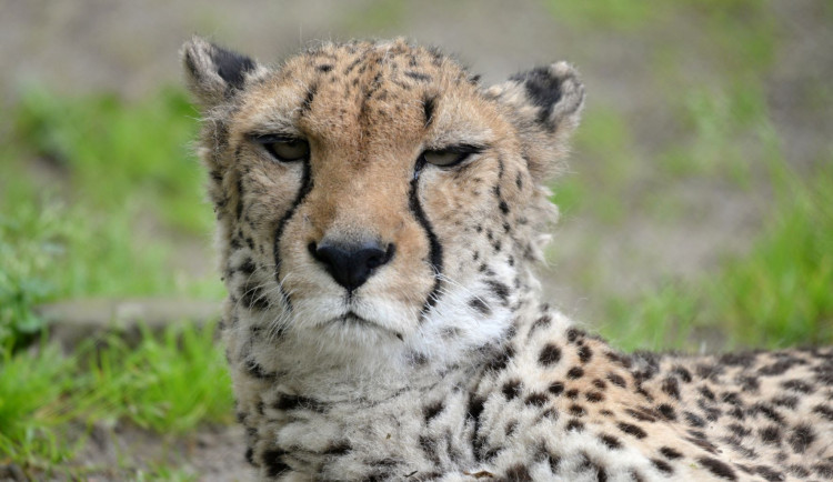 V olomoucké zoo uhynul stářím gepard Duma. Zahrada chce vytvořit nový chovný pár