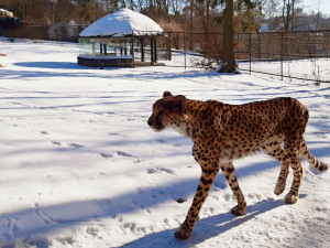 V olomoucké zoo uhynul stářím gepard Duma. Zahrada chce vytvořit nový chovný pár