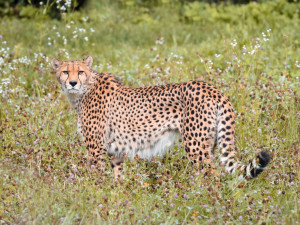 V olomoucké zoo uhynul stářím gepard Duma. Zahrada chce vytvořit nový chovný pár