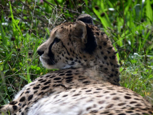 V olomoucké zoo uhynul stářím gepard Duma. Zahrada chce vytvořit nový chovný pár