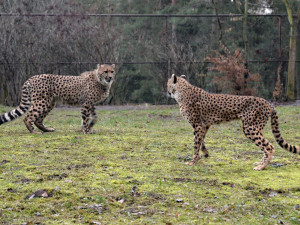 V olomoucké zoo uhynul stářím gepard Duma. Zahrada chce vytvořit nový chovný pár