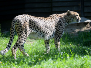 V olomoucké zoo uhynul stářím gepard Duma. Zahrada chce vytvořit nový chovný pár