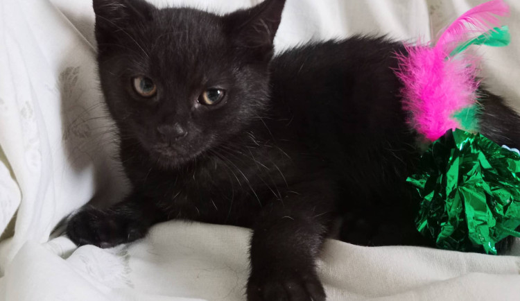 HLEDÁME PÁNÍČKA: Tři černá koťátka z Mourku Prostějov jsou mazlivá a zvyklá na děti