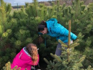 U Prostějova začal prodej vánočních stromků. Lidem je před Štědrým dnem přivezou až domů