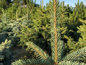 U Prostějova začal prodej vánočních stromků. Lidem je před Štědrým dnem přivezou až domů