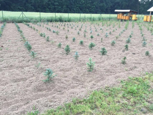 U Prostějova začal prodej vánočních stromků. Lidem je před Štědrým dnem přivezou až domů