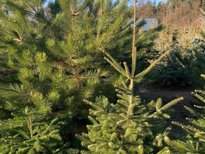 U Prostějova začal prodej vánočních stromků. Lidem je před Štědrým dnem přivezou až domů
