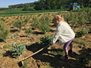 U Prostějova začal prodej vánočních stromků. Lidem je před Štědrým dnem přivezou až domů