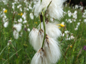 Suchopýr širolistý