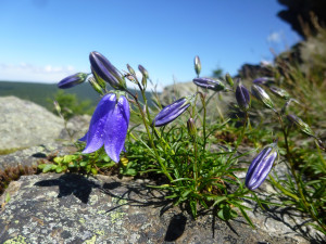 Zvonek okrouhlolistý sudetský
