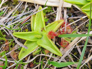 Tučnice obecná a rosnatka okrouhlolistá - masožravé rostliny