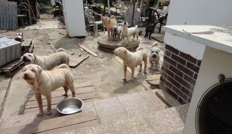 Veterinární správa odhalila množírnu na Šumpersku. Chovatel nevěděl ani kolik psů má