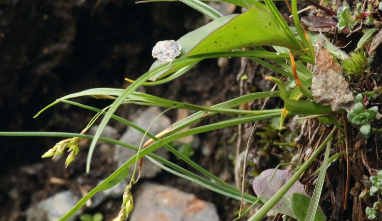 Ostřice vláskovitá