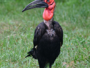 Zoborožci, prazvláštní ptáci z afrických savan, se usadili ve výběhu, který obýval gepard Duma