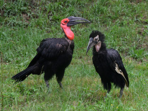 Zoborožci, prazvláštní ptáci z afrických savan, se usadili ve výběhu, který obýval gepard Duma