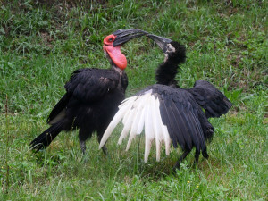 Zoborožci, prazvláštní ptáci z afrických savan, se usadili ve výběhu, který obýval gepard Duma