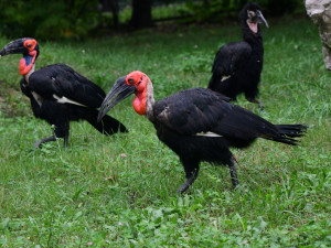 Zoborožci, prazvláštní ptáci z afrických savan, se usadili ve výběhu, který obýval gepard Duma