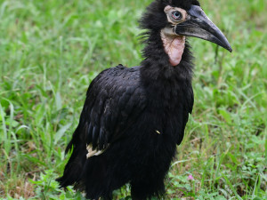 Zoborožci, prazvláštní ptáci z afrických savan, se usadili ve výběhu, který obýval gepard Duma