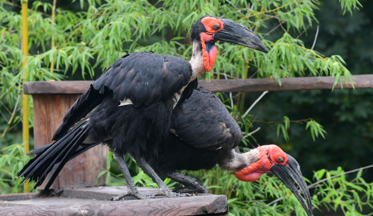 Zoborožci, prazvláštní ptáci z afrických savan, se usadili ve výběhu, který obýval gepard Duma