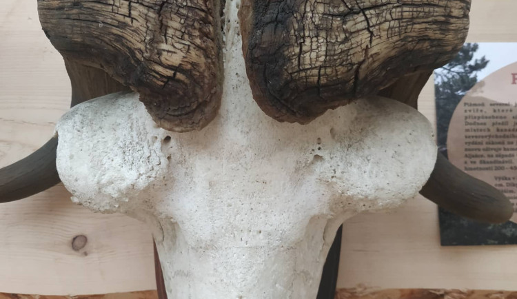 FOTOGALERIE: Unikátní výstava představuje desítky trofejí z celého světa, převážně z Afriky a Asie