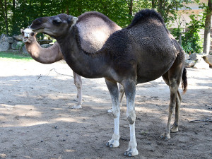 VIDEO: Radost z nového bydlení. Velbloudi na Svatém Kopečku dovádí ve venkovním výběhu