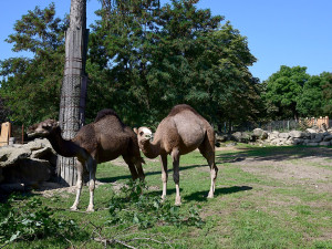 VIDEO: Radost z nového bydlení. Velbloudi na Svatém Kopečku dovádí ve venkovním výběhu