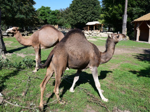 VIDEO: Radost z nového bydlení. Velbloudi na Svatém Kopečku dovádí ve venkovním výběhu