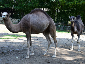 VIDEO: Radost z nového bydlení. Velbloudi na Svatém Kopečku dovádí ve venkovním výběhu