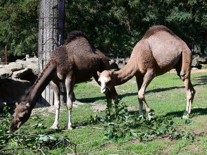 VIDEO: Radost z nového bydlení. Velbloudi na Svatém Kopečku dovádí ve venkovním výběhu