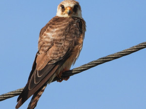VIDEO: Na Hané se objevila vzácná poštolka rudonohá. Pochází zřejmě z Maďarska