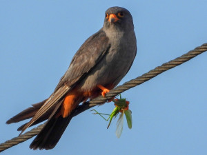 VIDEO: Na Hané se objevila vzácná poštolka rudonohá. Pochází zřejmě z Maďarska