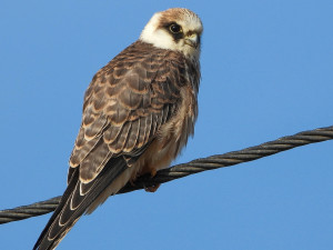 VIDEO: Na Hané se objevila vzácná poštolka rudonohá. Pochází zřejmě z Maďarska