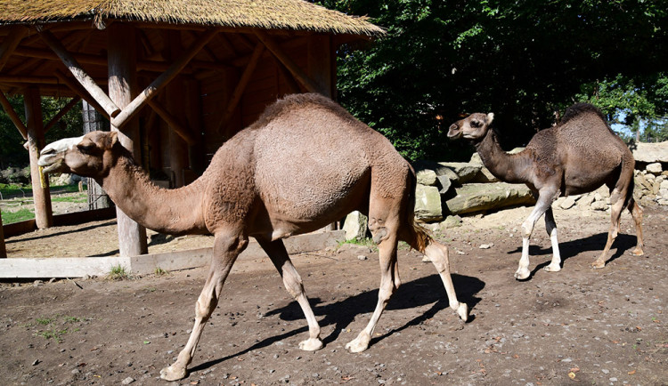 Radost z nového bydlení. Velbloudi na Svatém Kopečku dovádí ve venkovním výběhu