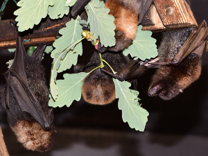 Kaloní rodina se v Zoo Olomouc úspěšně rozrůstá, letos se narodilo už jedenáct mláďat