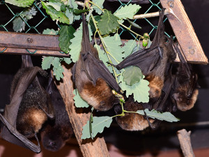 Kaloní rodina se v Zoo Olomouc úspěšně rozrůstá, letos se narodilo už jedenáct mláďat