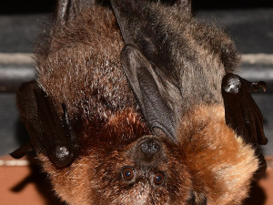 Kaloní rodina se v Zoo Olomouc úspěšně rozrůstá, letos se narodilo už jedenáct mláďat