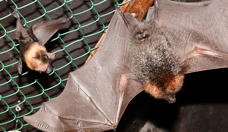 Kaloní rodina se v Zoo Olomouc úspěšně rozrůstá, letos se narodilo už jedenáct mláďat