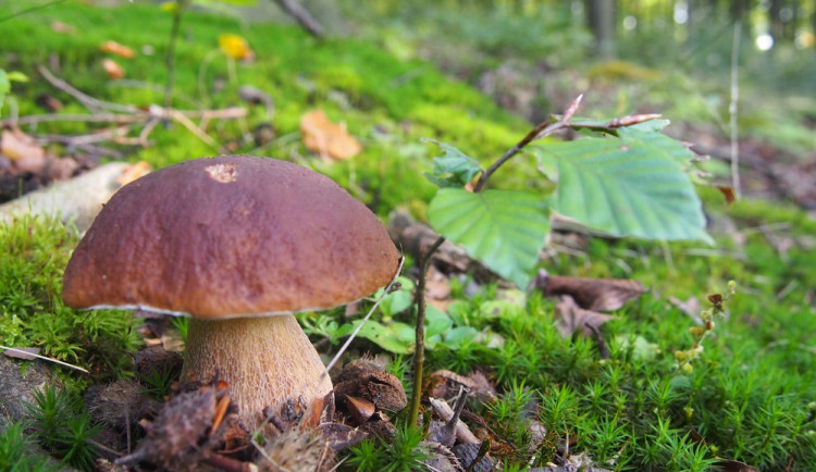 Houby rostou a ne jen babky. Houbaři mohou mít štěstí v Hradci Králové i Orlických horách