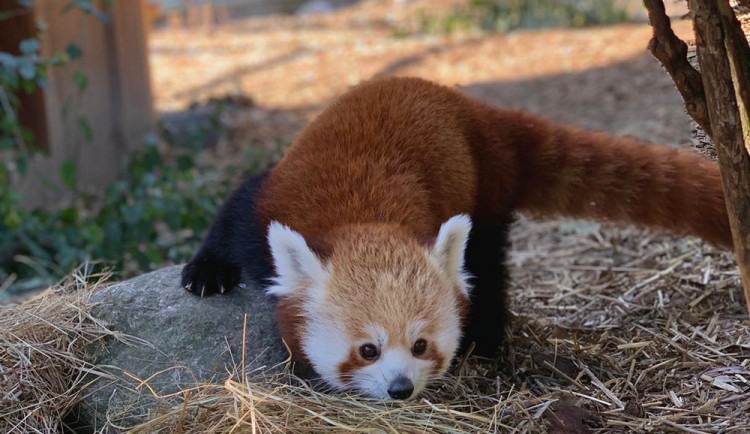 VIDEO: Samička pandy červené se rozkoukává na Svatém Kopečku. Zoologové doufají ve vznik chovného páru