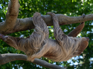 Za Pepinou přijel Louis. Do olomoucké zoo dorazil lenochod z Německa