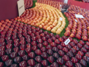 Vědecké laboratoře pod gotickými oblouky. Podzimní Flora připomene výročí zakladatele genetiky