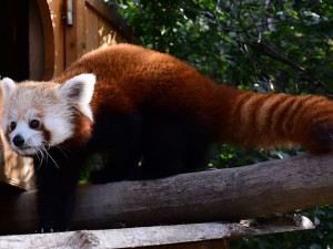 VIDEO: Samička pandy červené se rozkoukává na Svatém Kopečku. Zoologové doufají ve vznik chovného páru