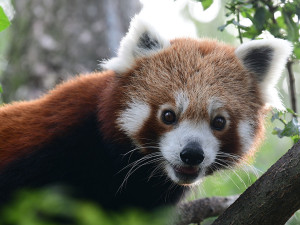 VIDEO: Samička pandy červené se rozkoukává na Svatém Kopečku. Zoologové doufají ve vznik chovného páru