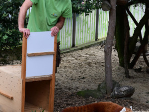 VIDEO: Samička pandy červené se rozkoukává na Svatém Kopečku. Zoologové doufají ve vznik chovného páru