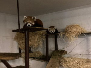 VIDEO: Samička pandy červené se rozkoukává na Svatém Kopečku. Zoologové doufají ve vznik chovného páru