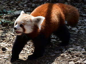 VIDEO: Samička pandy červené se rozkoukává na Svatém Kopečku. Zoologové doufají ve vznik chovného páru