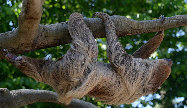 Samice lenochoda dvouprstého Pepina (na snímku) by měla utvořit chovný pár se samcem Louisem