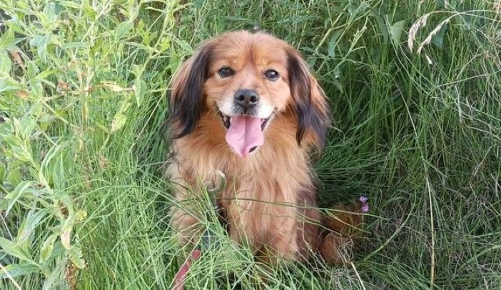 HLEDÁME PÁNÍČKA: